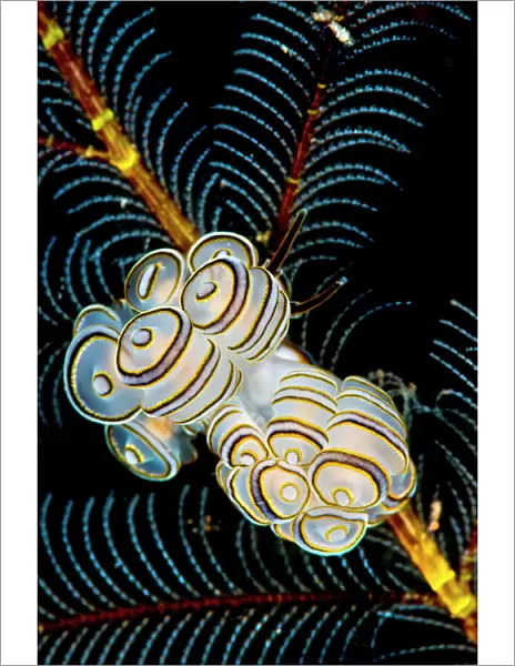 Nudibranchs (Doto greenamyeri) newly described species on feather hydroids