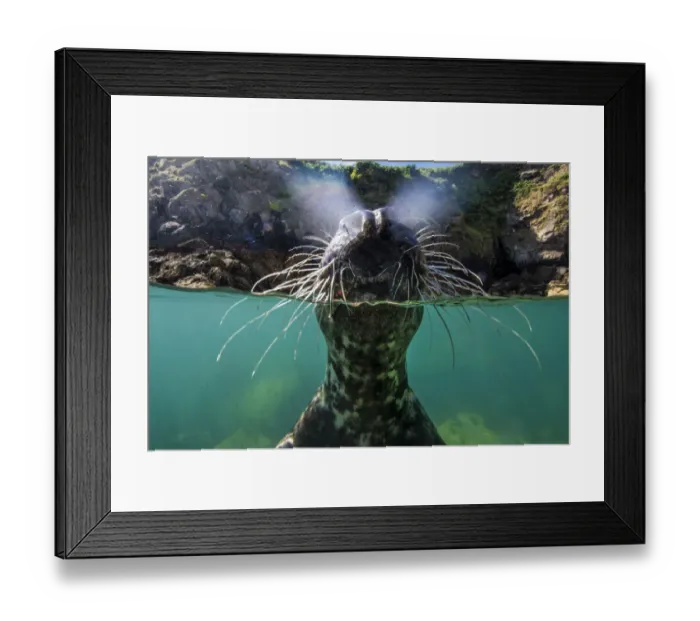 Framed Print : Grey seal (Halichoerus grypus) split level view of young investigating camera lens Framed Print : Grey seal (Halichoerus grypus) split level view of young investigating camera lens