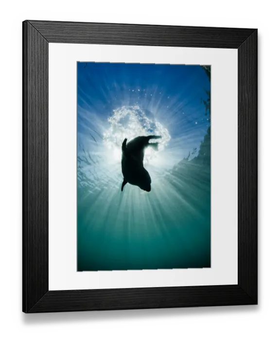 Framed Print : Grey seal (Halichoerus grypus) young seal silhouetted against the sun as it dives after breathing