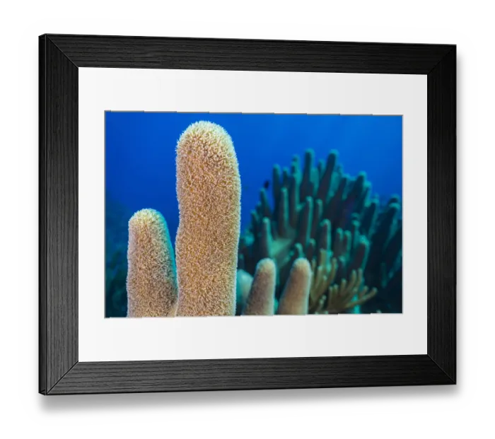 Framed Print : A stand of Pillar coral (Dendrogyra cylindrus) growing on a coral reef, East End Framed Print : A stand of Pillar coral (Dendrogyra cylindrus) growing on a coral reef, East End