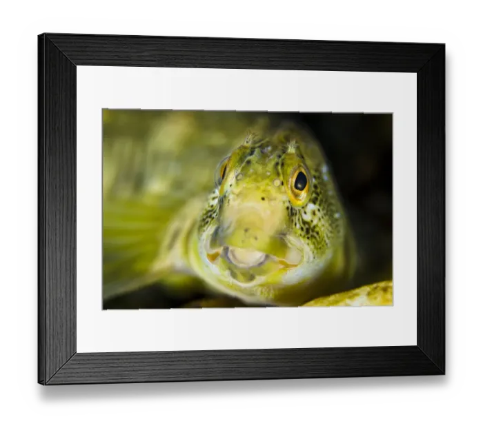 Framed Print : Portrait of a male River blenny (Salaria fluviatilis) River Flumendosa, Gennargentu National Park Framed Print : Portrait of a male River blenny (Salaria fluviatilis) River Flumendosa, Gennargentu National Park