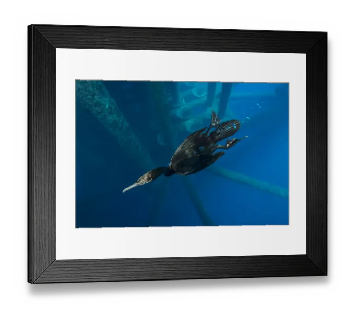 Framed Print : Brandts cormorant (Phalacrocorax penicillatus) swimming beneath an oil rig. Eureka Rig Framed Print : Brandts cormorant (Phalacrocorax penicillatus) swimming beneath an oil rig. Eureka Rig