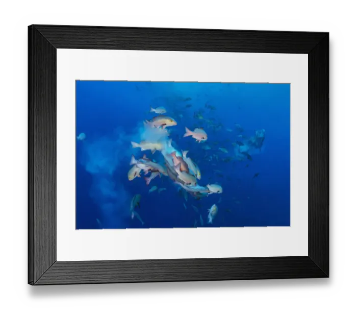 Framed Print : Bohar snappers (Lutjanus bohar) breaking up into smaller groups to spawn Framed Print : Bohar snappers (Lutjanus bohar) breaking up into smaller groups to spawn