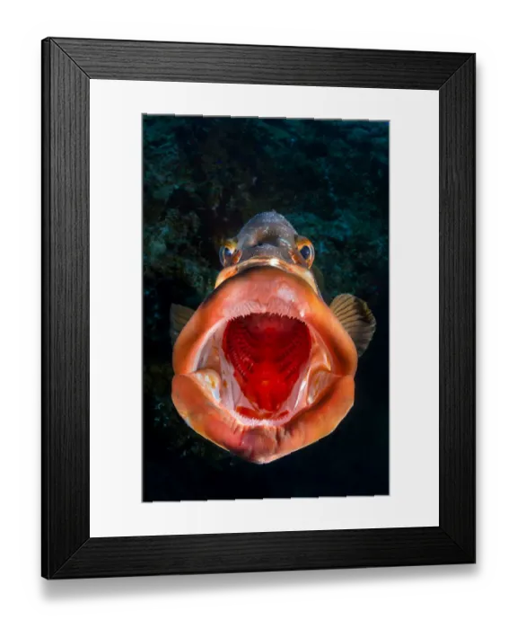 Framed Print : Nassau grouper (Epinephelus striatus) yawning on a coral reef drop off. San Salvador island