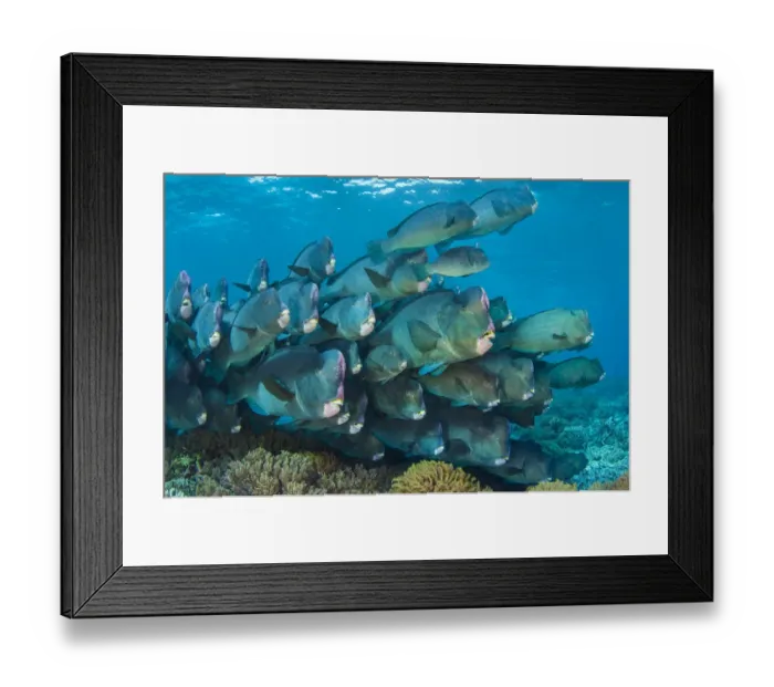 Framed Print : Bumphead parrotfish (Bolbometopon muricatum) gather at dawn on a shallow coral reef Framed Print : Bumphead parrotfish (Bolbometopon muricatum) gather at dawn on a shallow coral reef