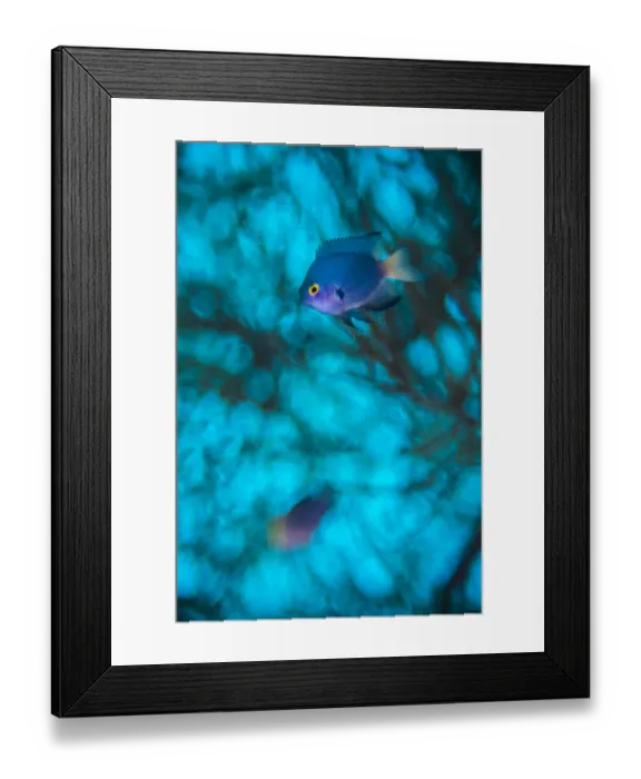 Framed Print : Imitator damselfish (Pomacentrus imitator) male, abstract in in front of a Black coral tree Framed Print : Imitator damselfish (Pomacentrus imitator) male, abstract in in front of a Black coral tree