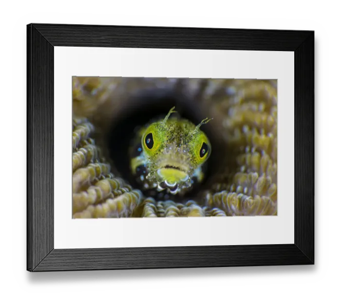 Framed Print : RF - High magnification photo of Secretary blenny (Acanthemblemaria maria Framed Print : RF - High magnification photo of Secretary blenny (Acanthemblemaria maria