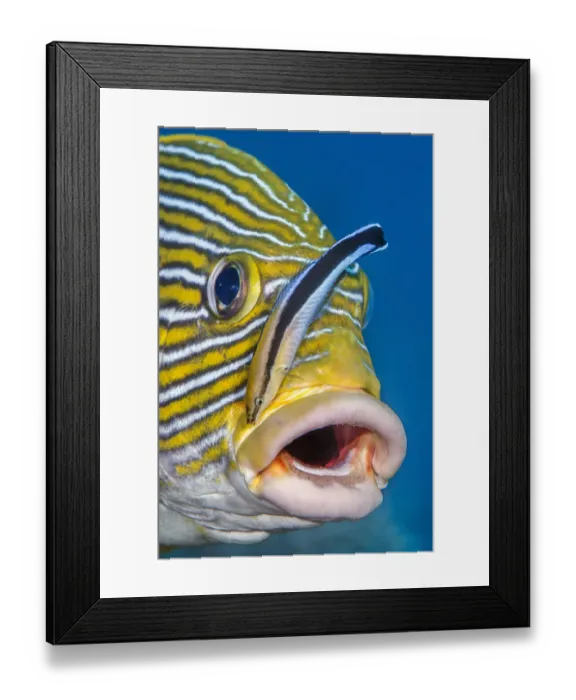 Framed Print : RF - Bluestreak cleaner wrasse (Labroides dimidiatus) tending to Ribboned sweetlips Framed Print : RF - Bluestreak cleaner wrasse (Labroides dimidiatus) tending to Ribboned sweetlips