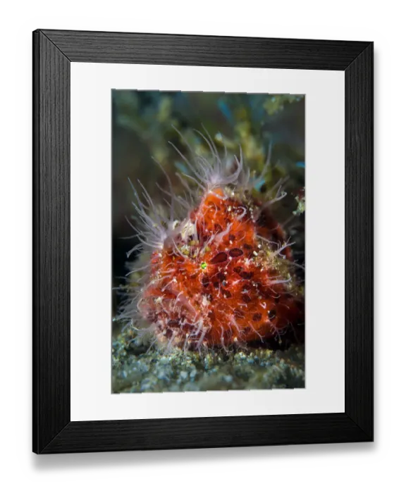 Framed Print : Hairy frogfish (Antennarius striatus) on a sandy seabed. Anilao, Batangas, Luzon, Philippines Framed Print : Hairy frogfish (Antennarius striatus) on a sandy seabed. Anilao, Batangas, Luzon, Philippines