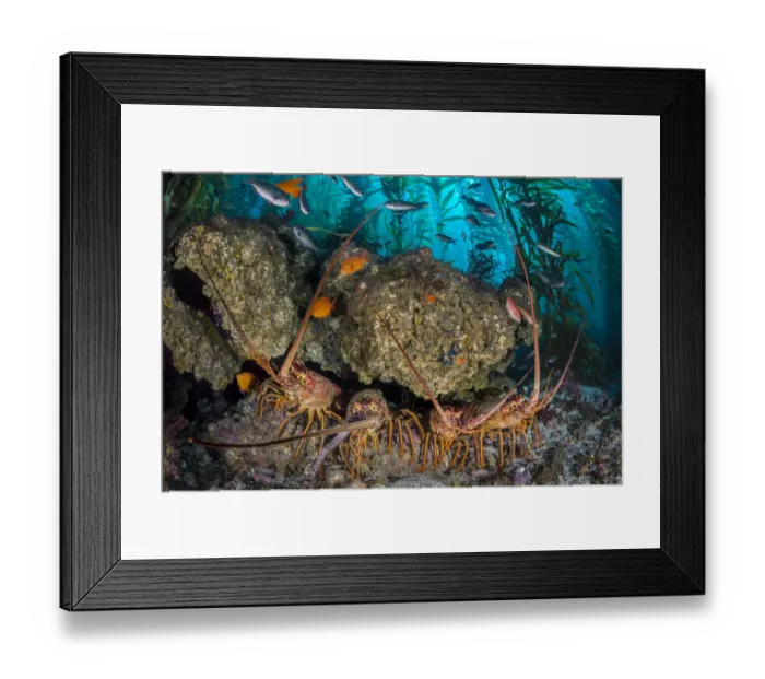 Framed Print : Four California spiny lobsters (Panulirus interruptus) shelter beneath a boulder in a kelp forest Framed Print : Four California spiny lobsters (Panulirus interruptus) shelter beneath a boulder in a kelp forest