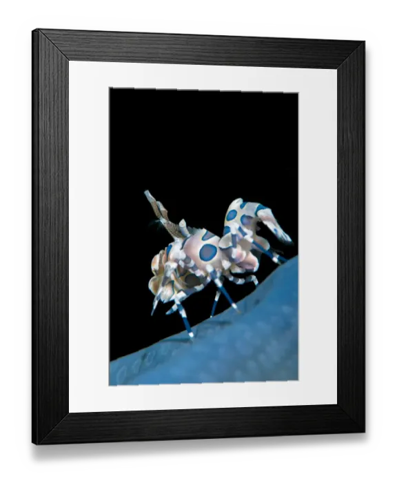 Framed Print : Harlequin shrimp (Hymenocera elegans) on a blue sea star. This species of shrimps feeds on starfish Framed Print : Harlequin shrimp (Hymenocera elegans) on a blue sea star. This species of shrimps feeds on starfish