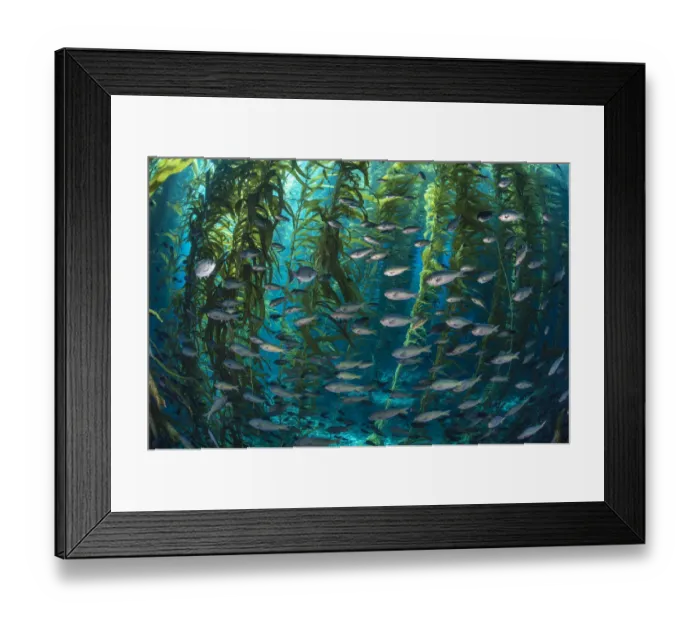Framed Print : School of Blacksmith fish (Chromis punctipinnis) swim through a giant kelp (Macrocystis Framed Print : School of Blacksmith fish (Chromis punctipinnis) swim through a giant kelp (Macrocystis