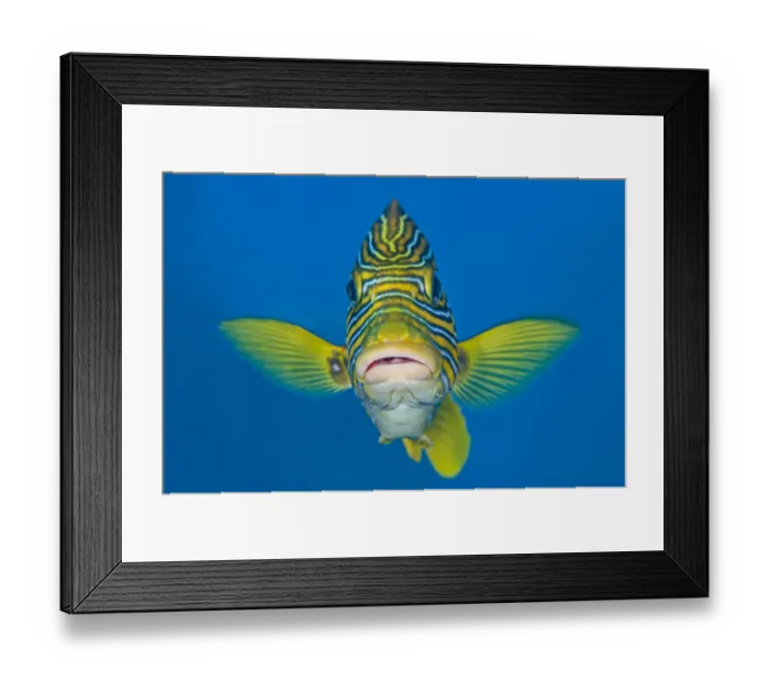 Framed Print : Ribbon sweetlips (Plectorhinchus polytaenia) USAT Liberty Wreck, Tulamben, Bali Framed Print : Ribbon sweetlips (Plectorhinchus polytaenia) USAT Liberty Wreck, Tulamben, Bali