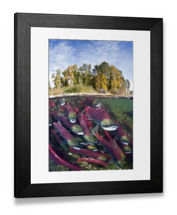 Framed Print : Split level photo of group of Sockeye salmon (Oncorhynchus nerka) fighting their Framed Print : Split level photo of group of Sockeye salmon (Oncorhynchus nerka) fighting their