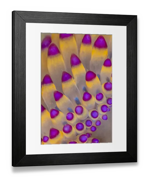 Framed Print : Close up of pattern of the cerata of a nudibranch (Janolus savinkini) Framed Print : Close up of pattern of the cerata of a nudibranch (Janolus savinkini)