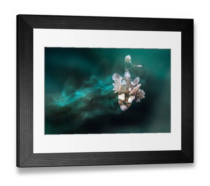 Framed Print : Long exposure of a juvenile Harlequin sweetlips (Plectorhinchus chaetodonoides) Framed Print : Long exposure of a juvenile Harlequin sweetlips (Plectorhinchus chaetodonoides)