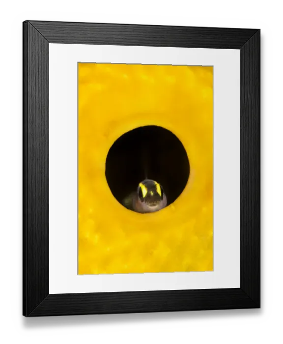 Framed Print : Spotlight goby (Gobiosoma louisae) looking out from inside a Yellow tube sponge Framed Print : Spotlight goby (Gobiosoma louisae) looking out from inside a Yellow tube sponge
