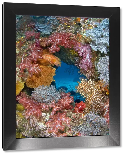 Coral grouper (Cephalopholis miniata) guarding its territory on a colourful coral reef