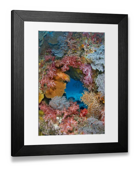 Framed Print : Coral grouper (Cephalopholis miniata) guarding its territory on a colourful coral reef Framed Print : Coral grouper (Cephalopholis miniata) guarding its territory on a colourful coral reef
