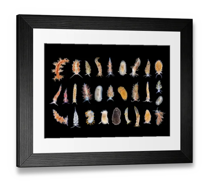 Framed Print : Studio image of multiple Nudibranch species. Gulen, Norway. North East Atlantic Ocean