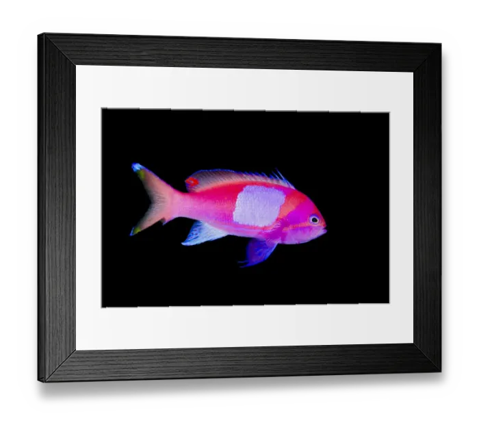 Framed Print : Portrait of a male Squarespot anthias (Pseudanthias pleurotaenia). Sangeang Island; Sumbawa Framed Print : Portrait of a male Squarespot anthias (Pseudanthias pleurotaenia). Sangeang Island; Sumbawa