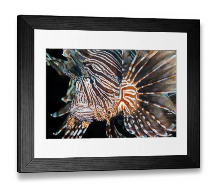 Framed Print : Lionfish (Pterois volitans) portrait, invasive species in the Caribbean. East End Framed Print : Lionfish (Pterois volitans) portrait, invasive species in the Caribbean. East End