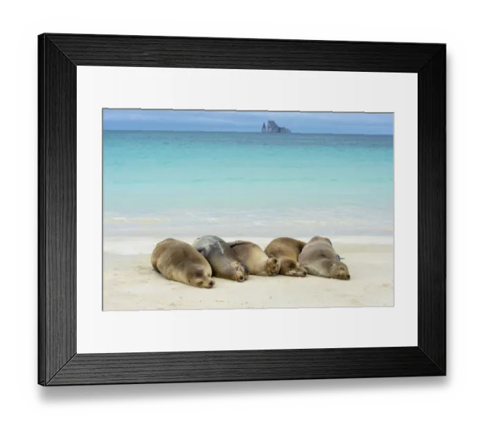 Framed Print : RF - Galapagos sea lions (Zalophus wollebaeki) five females hauled out on a beach Framed Print : RF - Galapagos sea lions (Zalophus wollebaeki) five females hauled out on a beach
