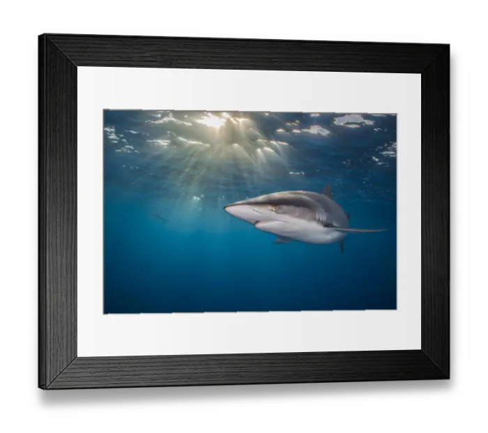 Framed Print : RF - Silky shark (Carcharhinus falciformis) swimming beneath the surface of the ocean Framed Print : RF - Silky shark (Carcharhinus falciformis) swimming beneath the surface of the ocean