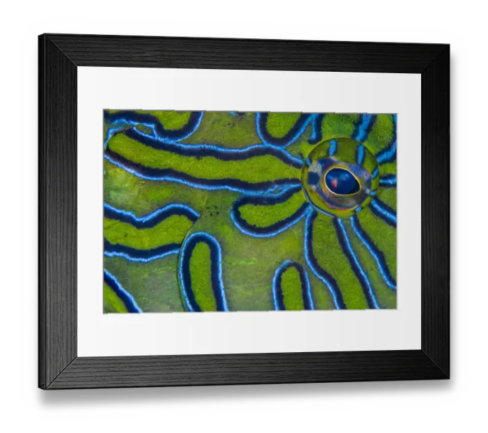 Framed Print : RF - Close up detail of the eye and skin pattern of a Giant hawkfish (Cirrhitus rivulatus Framed Print : RF - Close up detail of the eye and skin pattern of a Giant hawkfish (Cirrhitus rivulatus