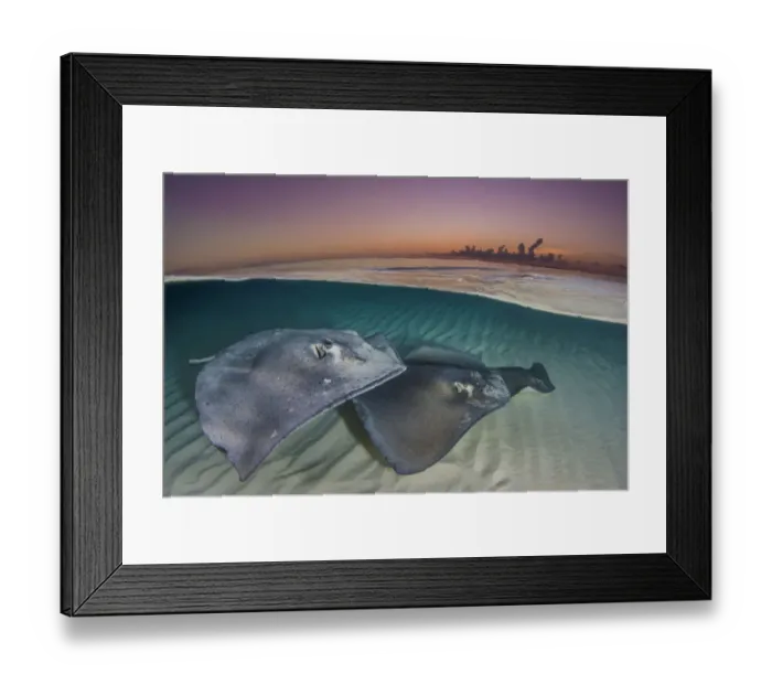 Framed Print : Southern stingrays (Hypanus americanus) swimming over a sand bar in the early morning Framed Print : Southern stingrays (Hypanus americanus) swimming over a sand bar in the early morning