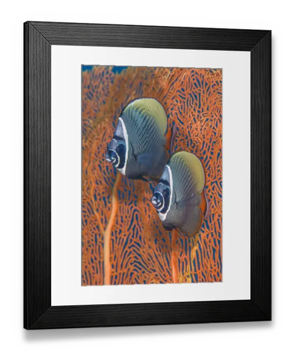 Framed Print : Redtail butterflyfish (Chaetodon collare) pair in front of a smooth Sea fan