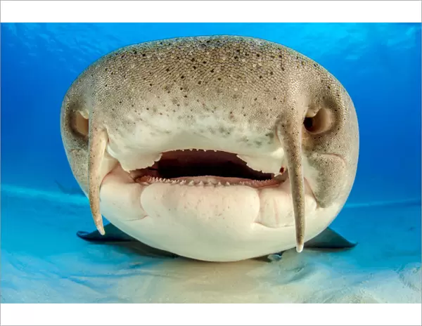 Close up portrait of the face of a Nurse shark (Ginglymostoma cirratum