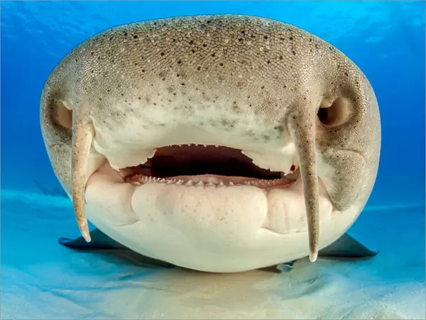 Close up portrait of the face of a Nurse shark (Ginglymostoma cirratum