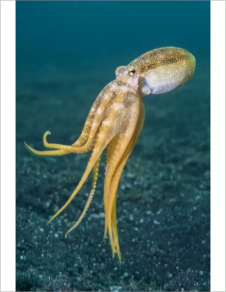 RF - Ocellate octopus (Amphioctopus mototi) swimming up from the sea floor