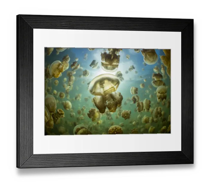 Framed Print : Aggregation of Golden jellyfish (Mastigias sp Framed Print : Aggregation of Golden jellyfish (Mastigias sp