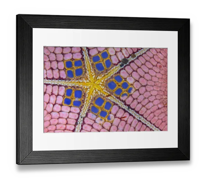 Framed Print : Photo showing detail of the underside and mount of a honeycomb sea star Framed Print : Photo showing detail of the underside and mount of a honeycomb sea star