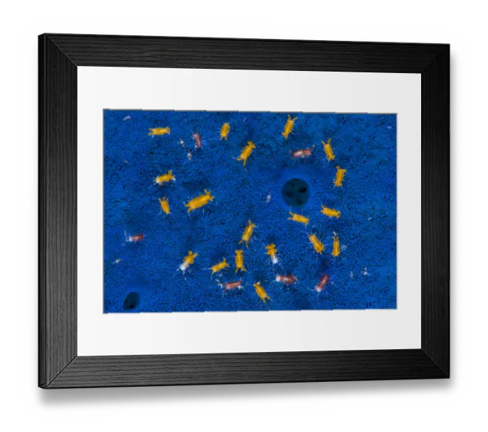 Framed Print : Aggregation of tiny isopods (Santia sp. ) living on the surface of a Blue sponge (Haliclona sp Framed Print : Aggregation of tiny isopods (Santia sp. ) living on the surface of a Blue sponge (Haliclona sp