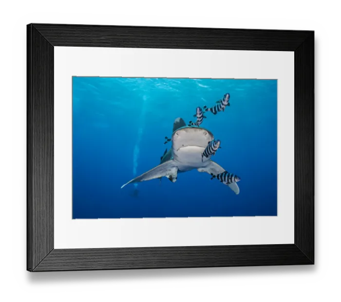 Framed Print : Whitetip shark (Carcharhinus longimanus), accompanied by Pilotfish (Naucrates ductor) Framed Print : Whitetip shark (Carcharhinus longimanus), accompanied by Pilotfish (Naucrates ductor)