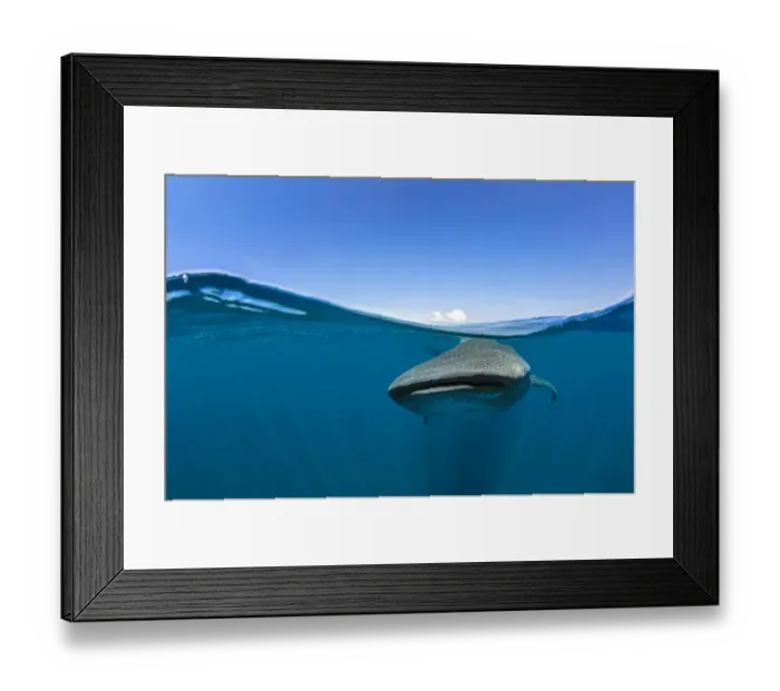 Framed Print : RF - Split level photo of a Whale shark (Rhincodon typus) feeding at the surface Framed Print : RF - Split level photo of a Whale shark (Rhincodon typus) feeding at the surface