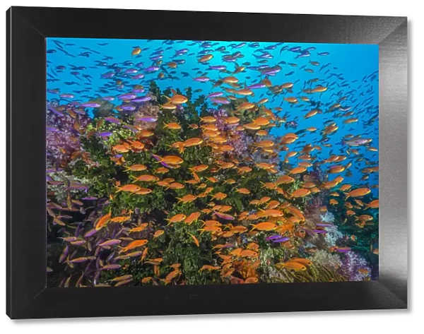 Colourful reef scene with Green tubastrea (Tubastrea micrantha), Soft corals (Scleronephthya sp