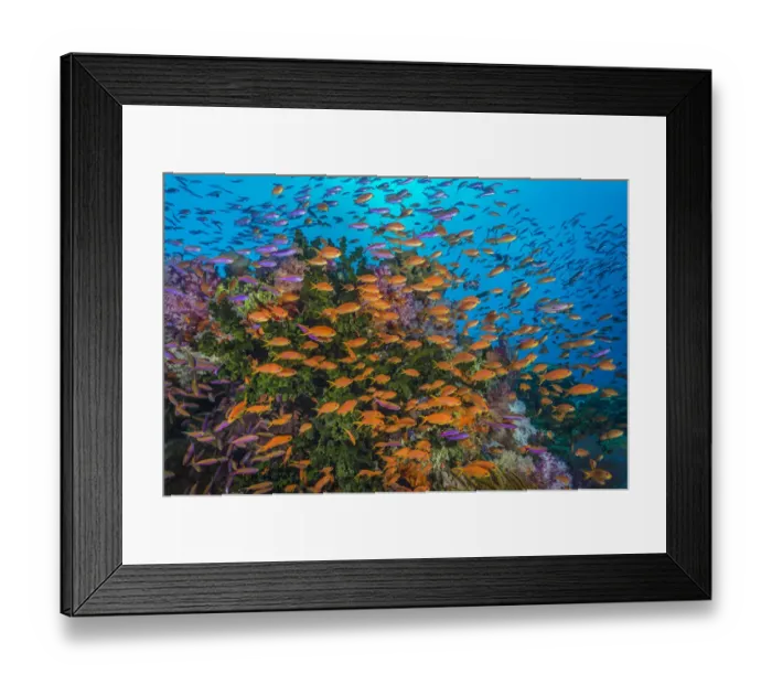 Framed Print : Colourful reef scene with Green tubastrea (Tubastrea micrantha), Soft corals (Scleronephthya sp Framed Print : Colourful reef scene with Green tubastrea (Tubastrea micrantha), Soft corals (Scleronephthya sp