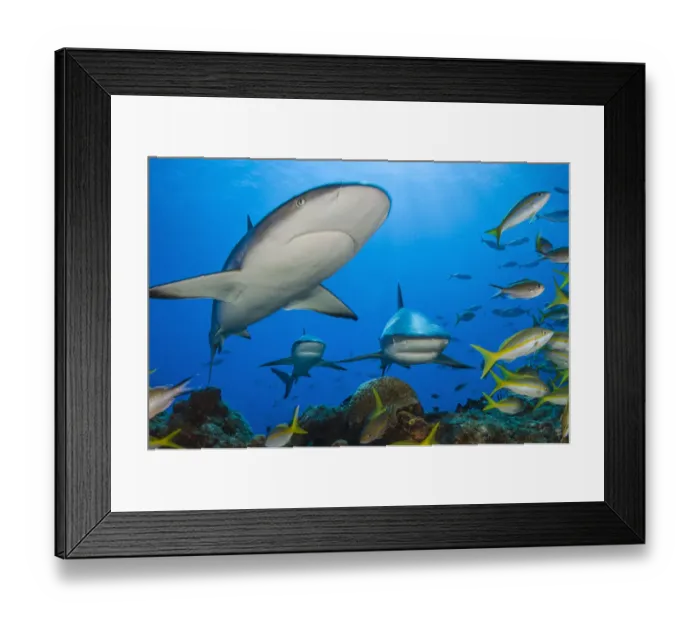 Framed Print : Caribbean reef sharks (Carcharhinus perezi) swimming through the middle of a school of Framed Print : Caribbean reef sharks (Carcharhinus perezi) swimming through the middle of a school of