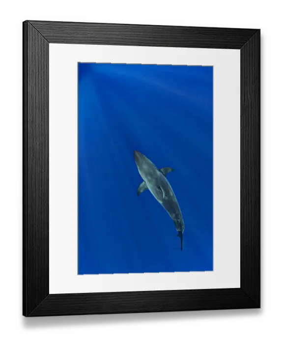 Framed Print : Great white shark (Carcharodon carcharias) from above. Guadalupe Island, Baja California, Mexico Framed Print : Great white shark (Carcharodon carcharias) from above. Guadalupe Island, Baja California, Mexico