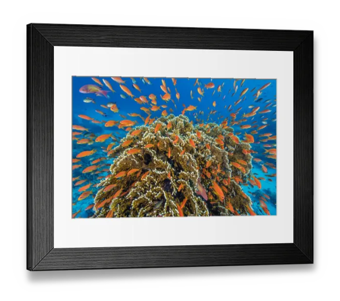 Framed Print : RF - A vibrant Red Sea coral reef scene, with orange female Scalefin anthias fish Framed Print : RF - A vibrant Red Sea coral reef scene, with orange female Scalefin anthias fish