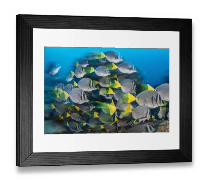 Framed Print : RF - Long exposure of a school of yellowtail surgeonfish (Prionurus punctatus) Framed Print : RF - Long exposure of a school of yellowtail surgeonfish (Prionurus punctatus)