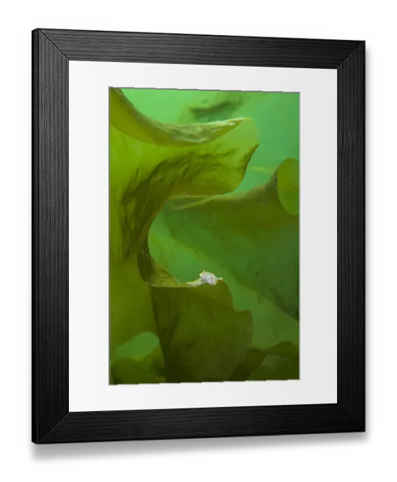 Framed Print : Nudibranch (Polycera quadrilineata) on kelp fronds