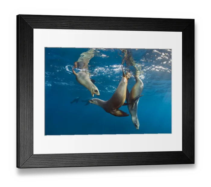 Framed Print : California sea lions (Zalophus californianus) group playing in the sun in the early morning