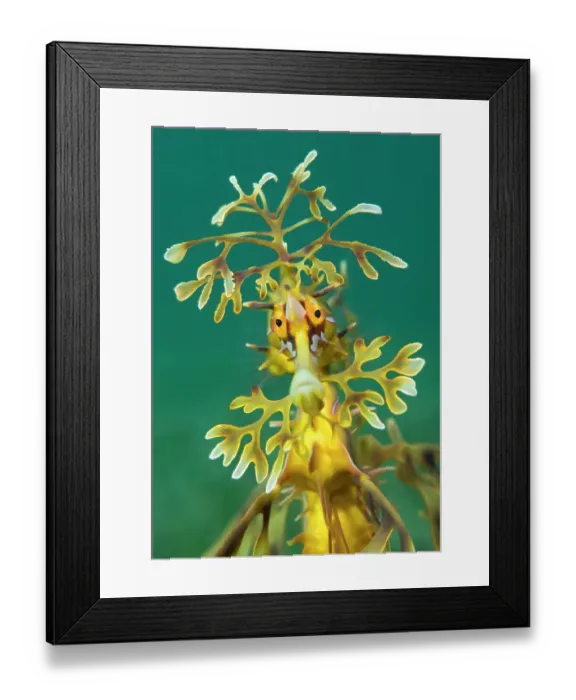 Framed Print : Leafy seadragon (Phycodurus eques). Wool Bay Jetty, Edithburgh, Yorke Peninsula, South Australia Framed Print : Leafy seadragon (Phycodurus eques). Wool Bay Jetty, Edithburgh, Yorke Peninsula, South Australia