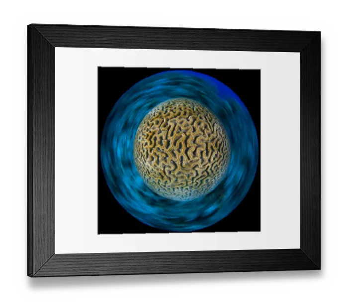 Framed Print : Boulder brain coral (Colpophyllia natans) photographed with a long exposure with camera rotation Framed Print : Boulder brain coral (Colpophyllia natans) photographed with a long exposure with camera rotation