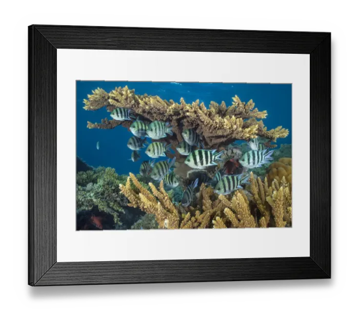 Framed Print : RF - Scissortail sergeants fish (Abudefduf sexfasciatus) sheltering beneath hard coral (Acropora sp. ) in the evening on a coral reef, Red Sea Framed Print : RF - Scissortail sergeants fish (Abudefduf sexfasciatus) sheltering beneath hard coral (Acropora sp. ) in the evening on a coral reef, Red Sea